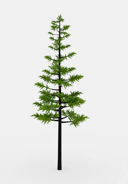 Conifer tree — Stock Photo, Image