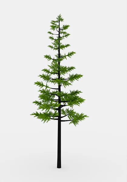 Conifer boom — Stockfoto