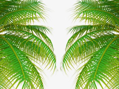 palmiye ağacı yapraklar 