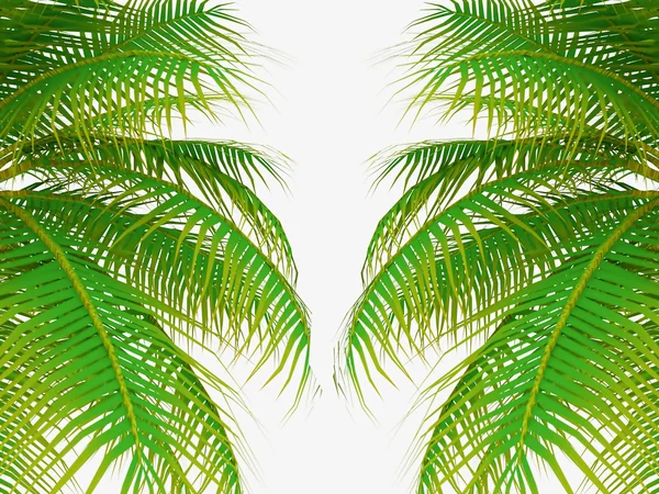 Palm tree leafs — Stock Photo, Image