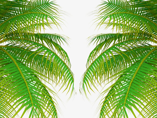 Palm tree leafs 