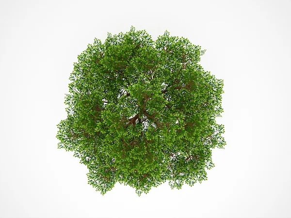 Tree from above isolated — Stock Photo, Image