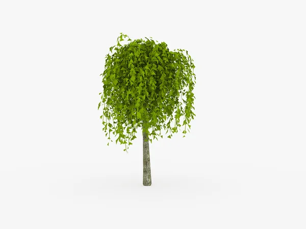 Árbol pequeño rendido y aislado —  Fotos de Stock