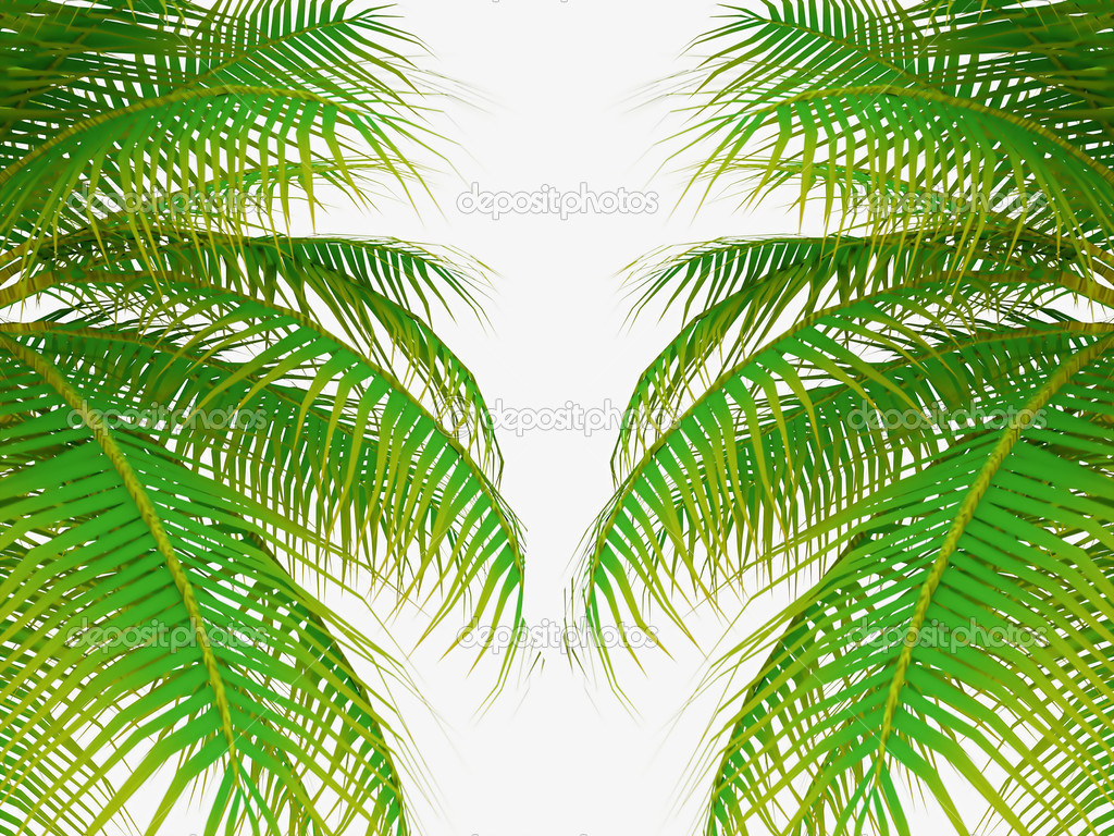 Palm tree leafs 