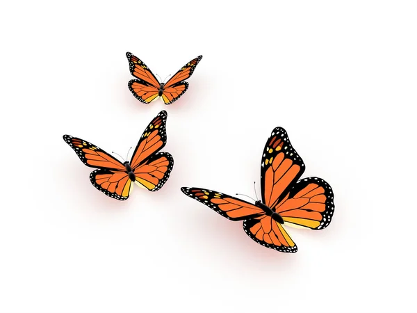 Butterfly orange — Stock Photo, Image