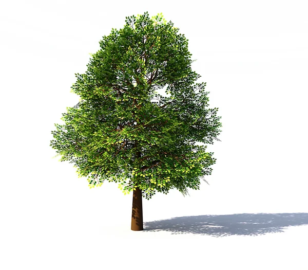 Deciduous tree rendered — Stock Photo, Image