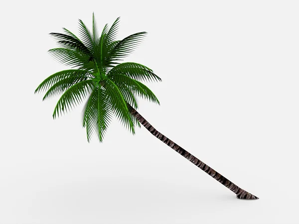 Palme — Stockfoto