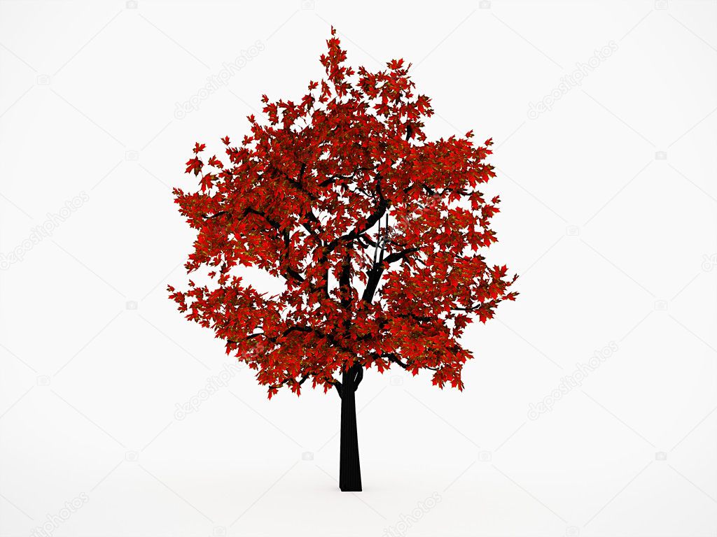Trees with red leaf 