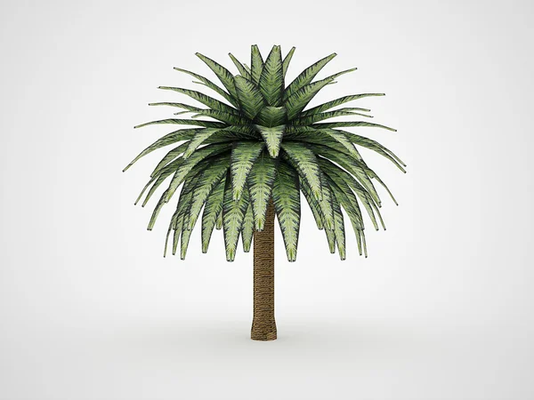 棕榈树 — 图库照片