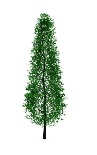 Conifer pijnboom — Stockfoto