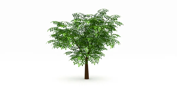 Leafy tree — Stock Photo, Image