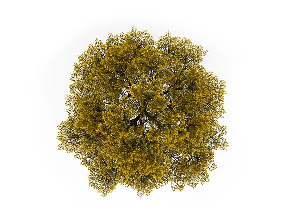 Träd på toppen i gul färg — Stockfoto