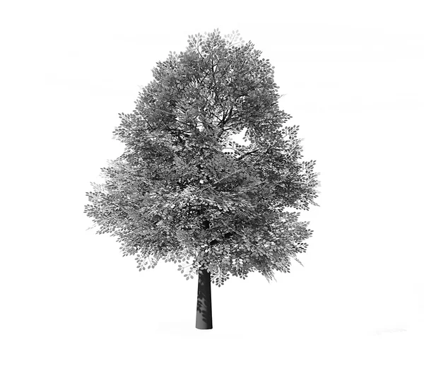 Albero deciduo reso — Foto Stock