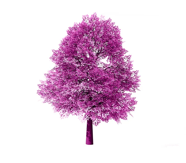Drzewo liściaste świadczonych — Zdjęcie stockowe