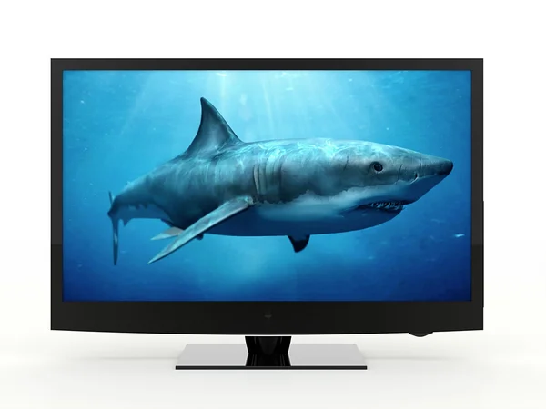 LCD-Monitor mit Hai — Stockfoto