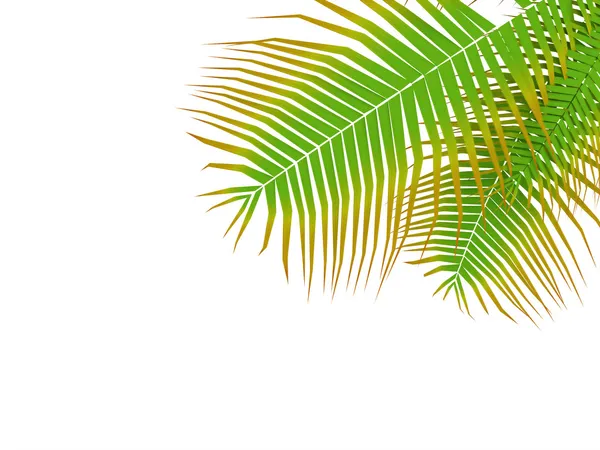 Palm leafy — Stock Photo, Image