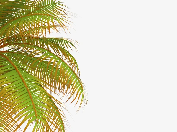 棕榈树叶在白色 — 图库照片
