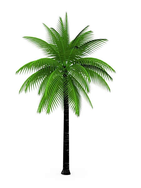 Palme — Stockfoto