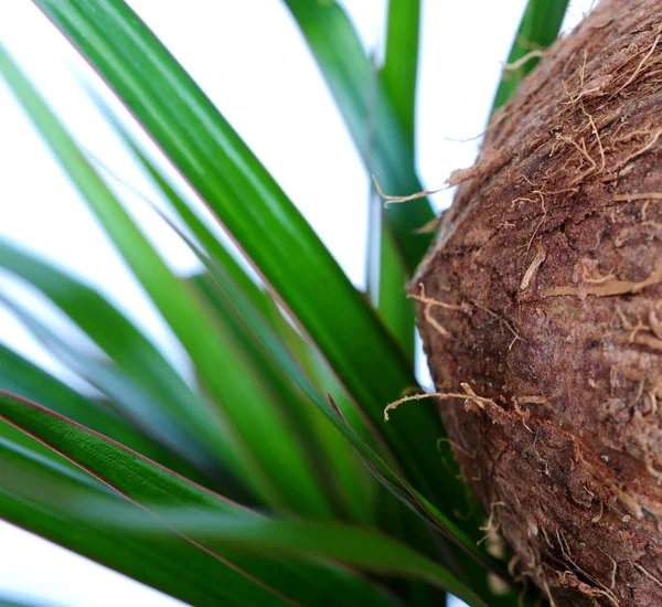 Coconut — Stock Photo, Image