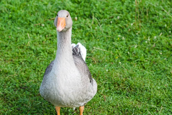 Oie Grise Tient Dans Prairie Verte Par Une Journée Ensoleillée — Photo