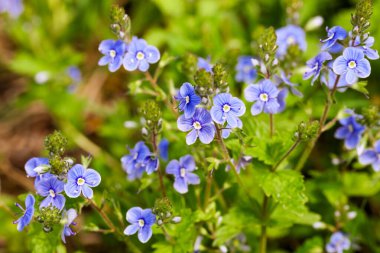 Küçük mavi kır çiçekleri Veronica bir bahar günü.
