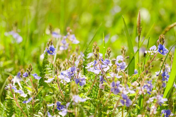 Small Blue Wildflowers Veronica Spring Day — Photo