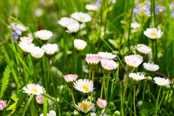 Champ Petites Marguerites Jour Printemps — Photo