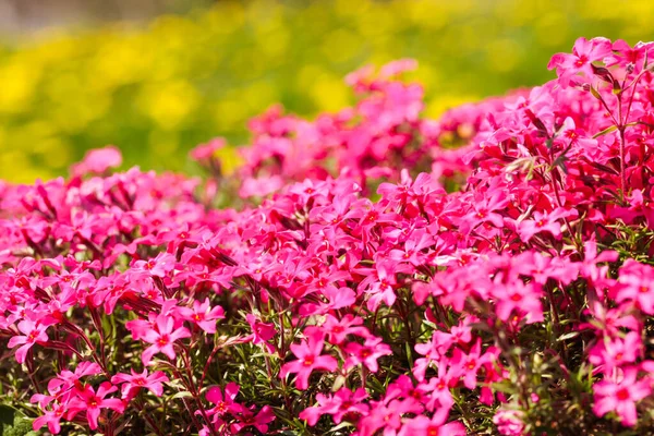 Small Pink Phlox Flowers Spring Day — Stock Fotó