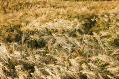 Yaz günü yakın planda arpa kulaklı tarla. Hasat et.