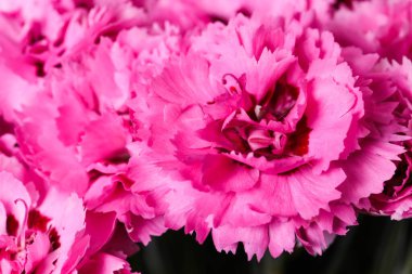 Bir buket pembe karanfil yakın plan.