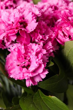 Bir buket pembe karanfil yakın plan.