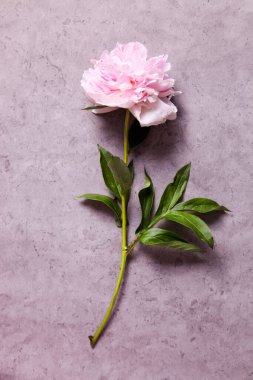 Gri arka planda zarif beyaz-pembe şakayık.