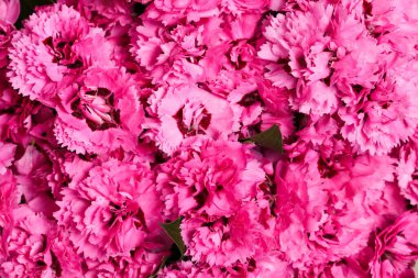 Bir buket pembe karanfil yakın plan.