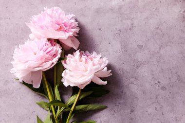 Gri arkaplanda zarif beyaz-pembe şakayıklar.