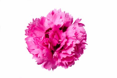Beyaz arkaplanda izole edilmiş pembe karanfil çiçeği.