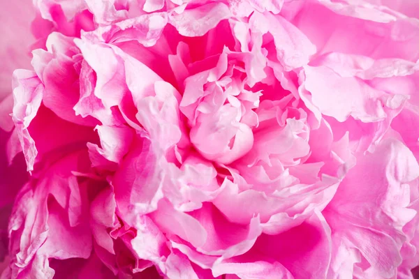 Delicate Pink Peony Pastel Colors Close — Stock Fotó
