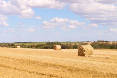 Haystack in field on summer day. Harvesting.