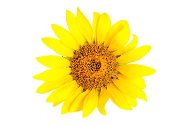 Bright yellow sunflower head isolated on white background.