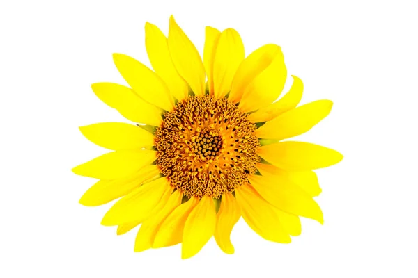 Bright Yellow Sunflower Head Isolated White Background — Fotografia de Stock