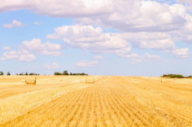 Haystack in field on summer day. Harvesting.