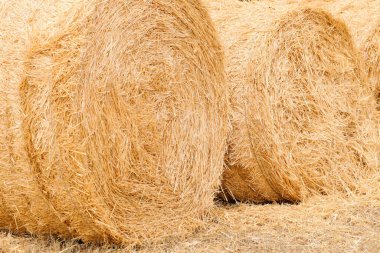 Haystacks on summer day. Harvesting.