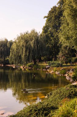 Güneşli bir yaz gününde gölde güzel bir park.