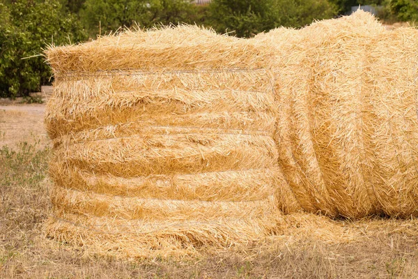 Haystacks Summer Day Harvesting — 图库照片