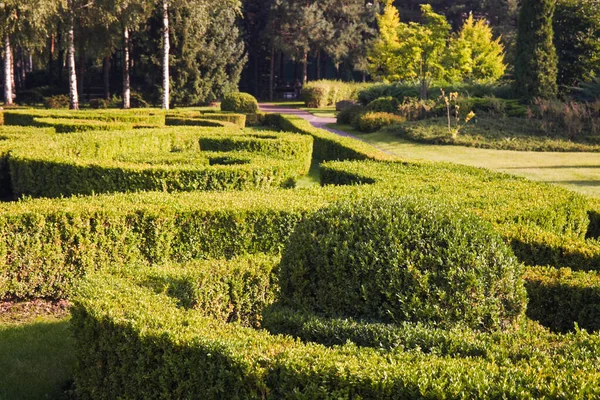 Bush Labirinto Parque Dia Ensolarado Verão Paisagismo — Fotografia de Stock