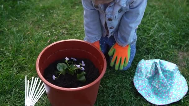 Mutlu okul öncesi küçük kız çocuğu iş eldivenleri giyer bahçedeki saksıya çiçek eker. Çocuk annesine dışarıda yardım ediyor. Aile Doğa Gargara, Çevresel Bahar Yaz Konsepti — Stok video