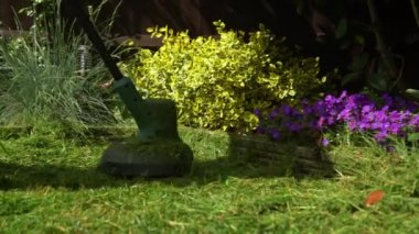 Çim biçme makinesi çim biçiyor. Çim biçme makinesinden çıkan küçük yeşil çim biçme makineleri peyzajcılar tarafından itilip kakılıyor. Bahçıvan Adam Sunny Day 'in dışındaki bahçede çim biçme makinesiyle çalışıyor. Doğa Ailesi, İş