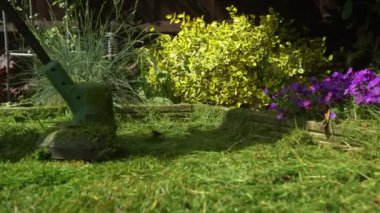 Çim biçme makinesi çim biçiyor. Çim biçme makinesinden çıkan küçük yeşil çim biçme makineleri peyzajcılar tarafından itilip kakılıyor. Bahçıvan Adam Sunny Day 'in dışındaki bahçede çim biçme makinesiyle çalışıyor. Doğa Ailesi, İş