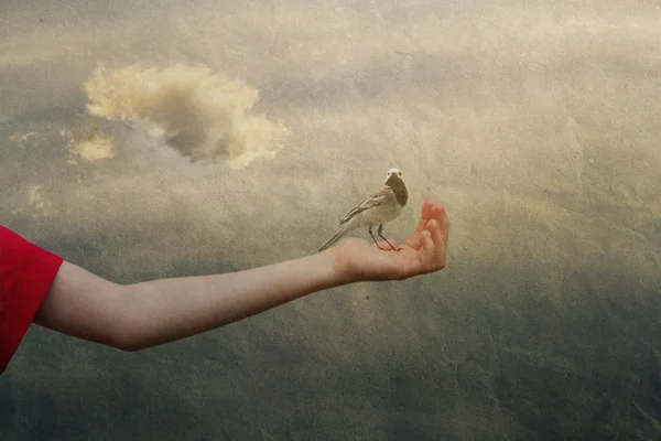 Bir çocuğun eline oturan kuş, vintage, arka planda gökyüzü bulut ile — Stok fotoğraf