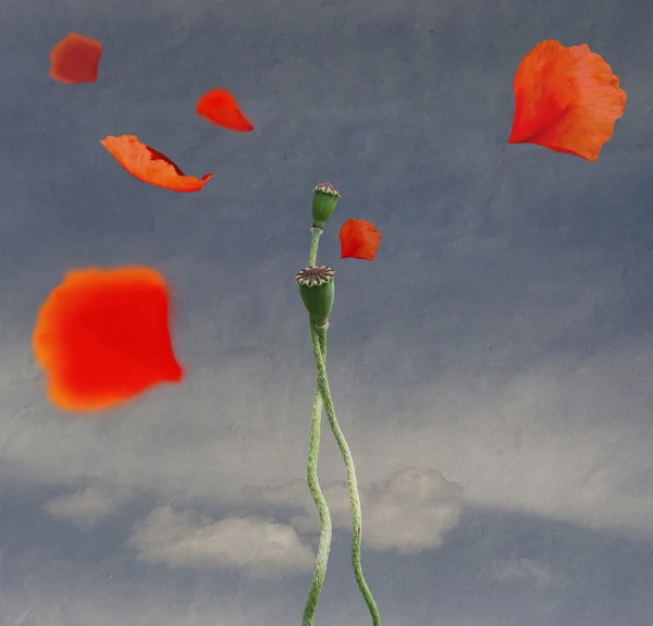 Poppies in love — Stock Photo, Image