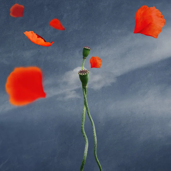 Poppies in love — Stock Photo, Image